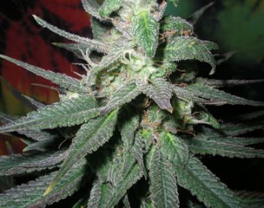 British Columbia - Blaze cannabis seed