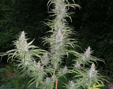 British Columbia - Cali Mist cannabis seed