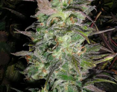 British Columbia - Couchlock cannabis seed
