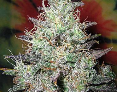 British Columbia - Northern Lights 5 Auto cannabis seed