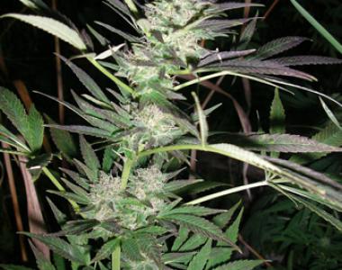 British Columbia - Purple Lightning cannabis seed