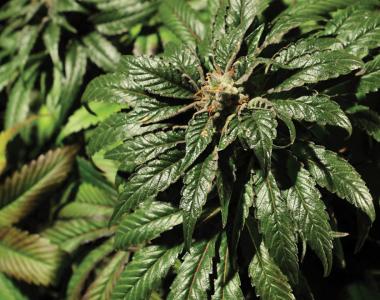 Bulldog Seeds - Bubblegum Kush cannabis seed
