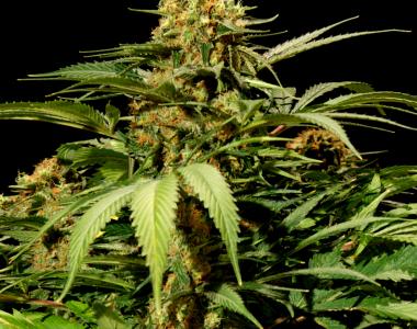 Bulldog Seeds - Bullshark cannabis seed