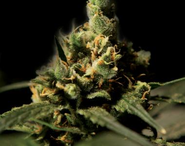 Bulldog Seeds - Citral Skunk cannabis seed