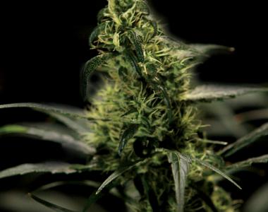 Bulldog Seeds - Energy Haze cannabis seed