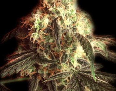 Bulldog Seeds - Fast Ryder 1 cannabis seed