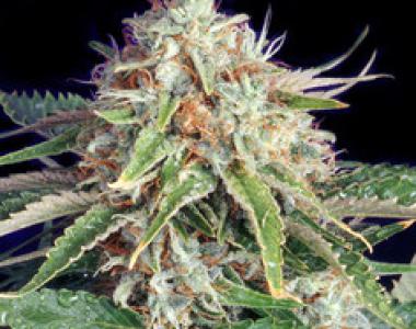Bulldog Seeds - Fast Ryder 2 cannabis seed