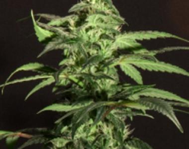 Bulldog Seeds - Jack Herer cannabis seed