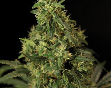 Bulldog Seeds - Northern Lights cannabis seed