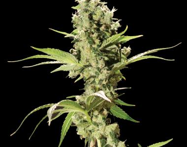 Bulldog Seeds - Sour Diesel cannabis seed