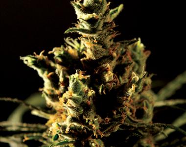 Bulldog Seeds - The Bulldog Haze cannabis seed