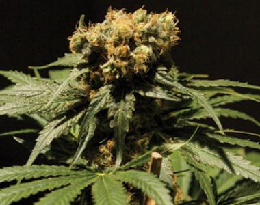 Bulldog Seeds - The Chronic cannabis seed