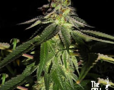 Cali Connection - 818 Headband cannabis seed