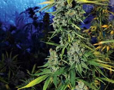Cali Connection - Blue Dream Haze cannabis seed