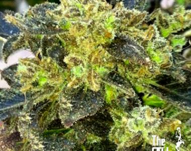 Cali Connection - Boss Hogg cannabis seed