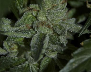 Cali Connection - Buddha Tahoe OG cannabis seed