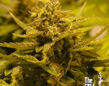 Cali Connection - CBD OG cannabis seed