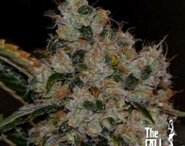 Cali Connection - Chem 91 cannabis seed