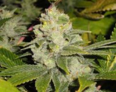 Cali Connection - Dead Head OG cannabis seed