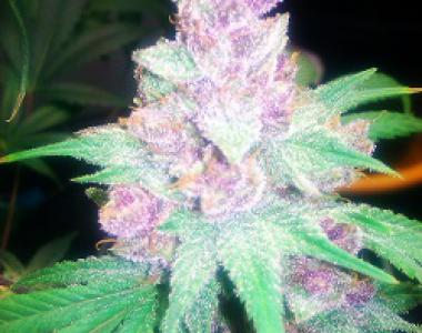 Cali Connection - Grape Kush cannabis seed