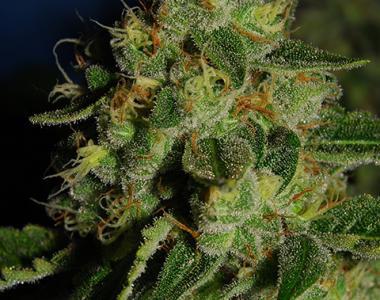 Cali Connection - Green Crack cannabis seed