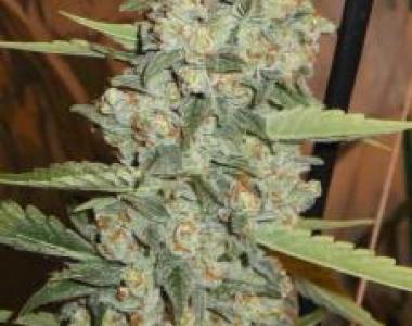 Cali Connection - Jedi Kush cannabis seed