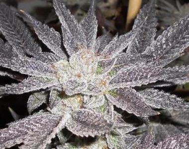 Cali Connection - LA Affie cannabis seed