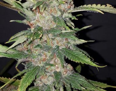 Cali Connection - Purple Crack cannabis seed