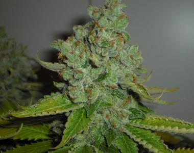 Cali Connection - SFV OG Kush cannabis seed