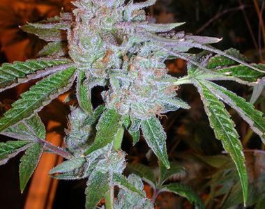 Cali Connection - Tahoe OG Kush cannabis seed
