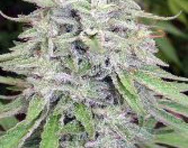 CannaBioGen - Bangi Haze cannabis seed