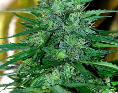 CannaBioGen - Caribe cannabis seed