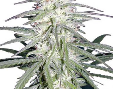 CannaBioGen - Destroyer cannabis seed