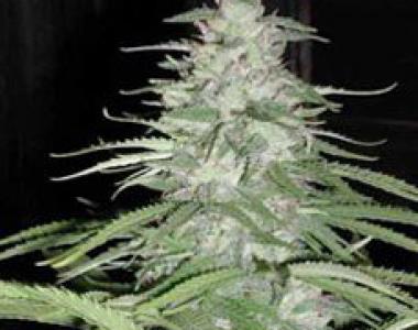 CannaBioGen - Leshaze cannabis seed