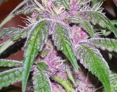 CannaBioGen - Pakistan Chitral Kush cannabis seed