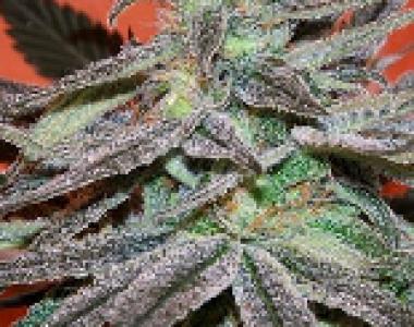CannaBioGen - Panama DC cannabis seed