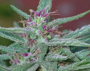 CannaBioGen - Panama cannabis seed
