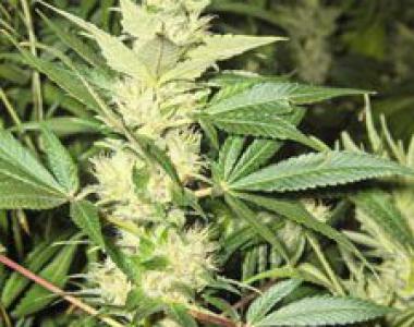 CannaBioGen - Sandstorm cannabis seed