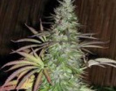 CannaBioGen - Sugar Loaf cannabis seed