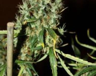 CBD Crew - Mango Haze cannabis seed