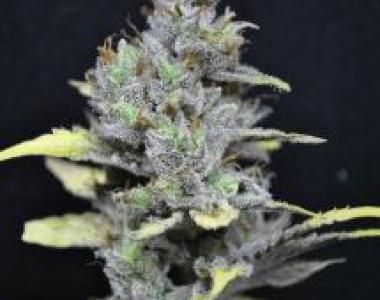 CBD Crew - Med Gom Auto 1.0 cannabis seed