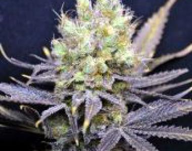 CBD Crew - Nordle cannabis seed