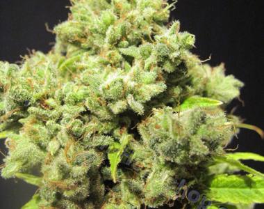 CBD Crew - Shark Shock cannabis seed
