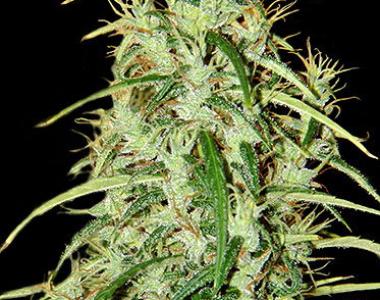 CBD Crew - Skunk Haze cannabis seed