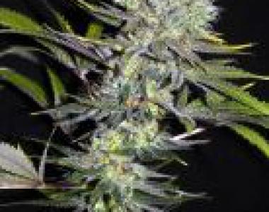 CBD Crew - Sweet n Sour Widow cannabis seed