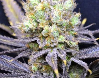 CBD Crew - Yummy cannabis seed
