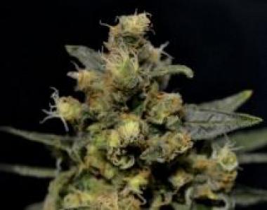 C.B.D. Seeds - AK cannabis seed