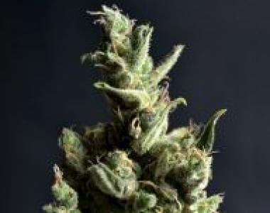 C.B.D. Seeds - Amnesia cannabis seed