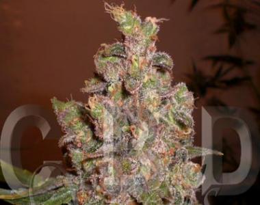 C.B.D. Seeds - Critical Auto cannabis seed