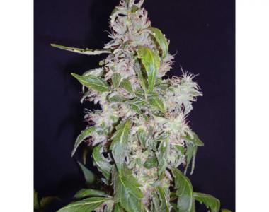 C.B.D. Seeds - Auto Diesel cannabis seed